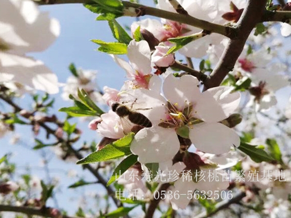 扁桃開(kāi)花狀