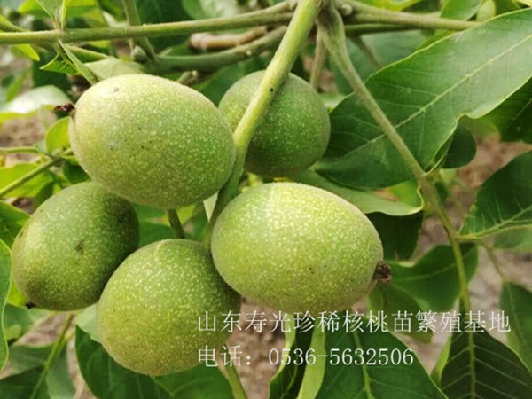 豐輝核桃樹(shù)結(jié)果狀